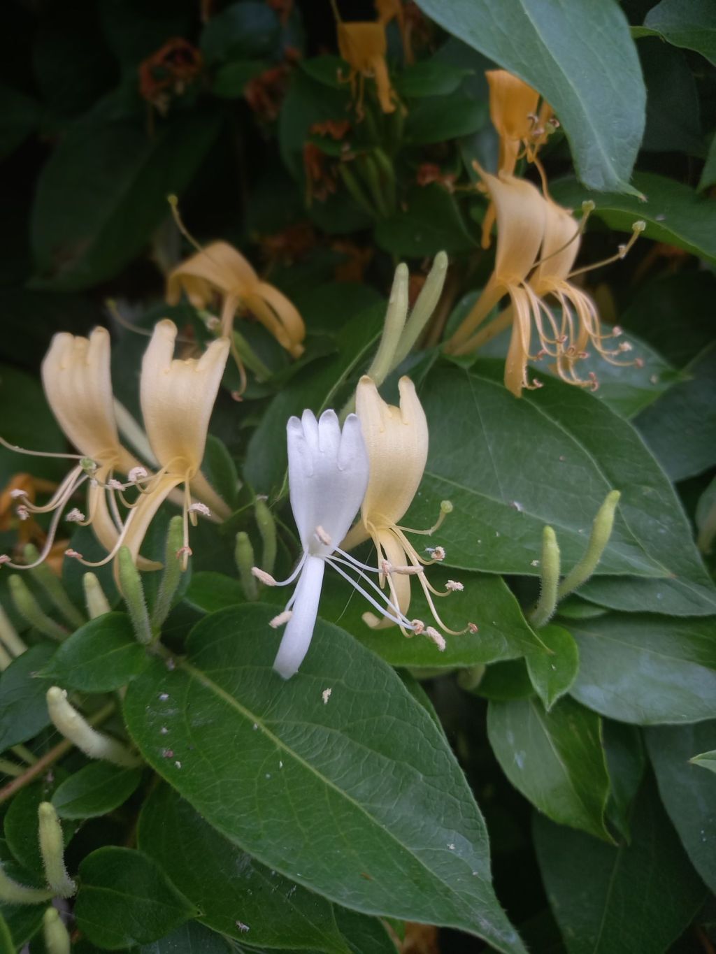 Introducing: The Honeysuckle&nbsp;Nook