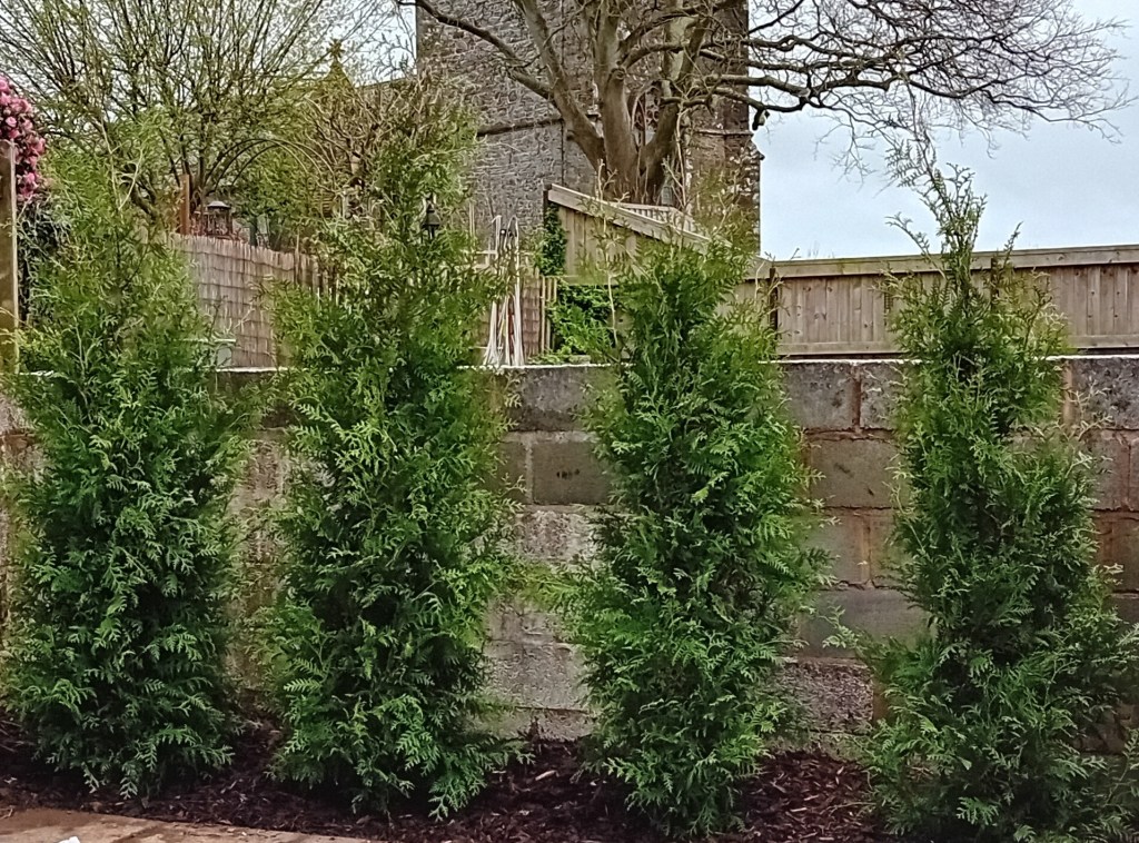 Planting a ‘tree of life’&nbsp;hedge