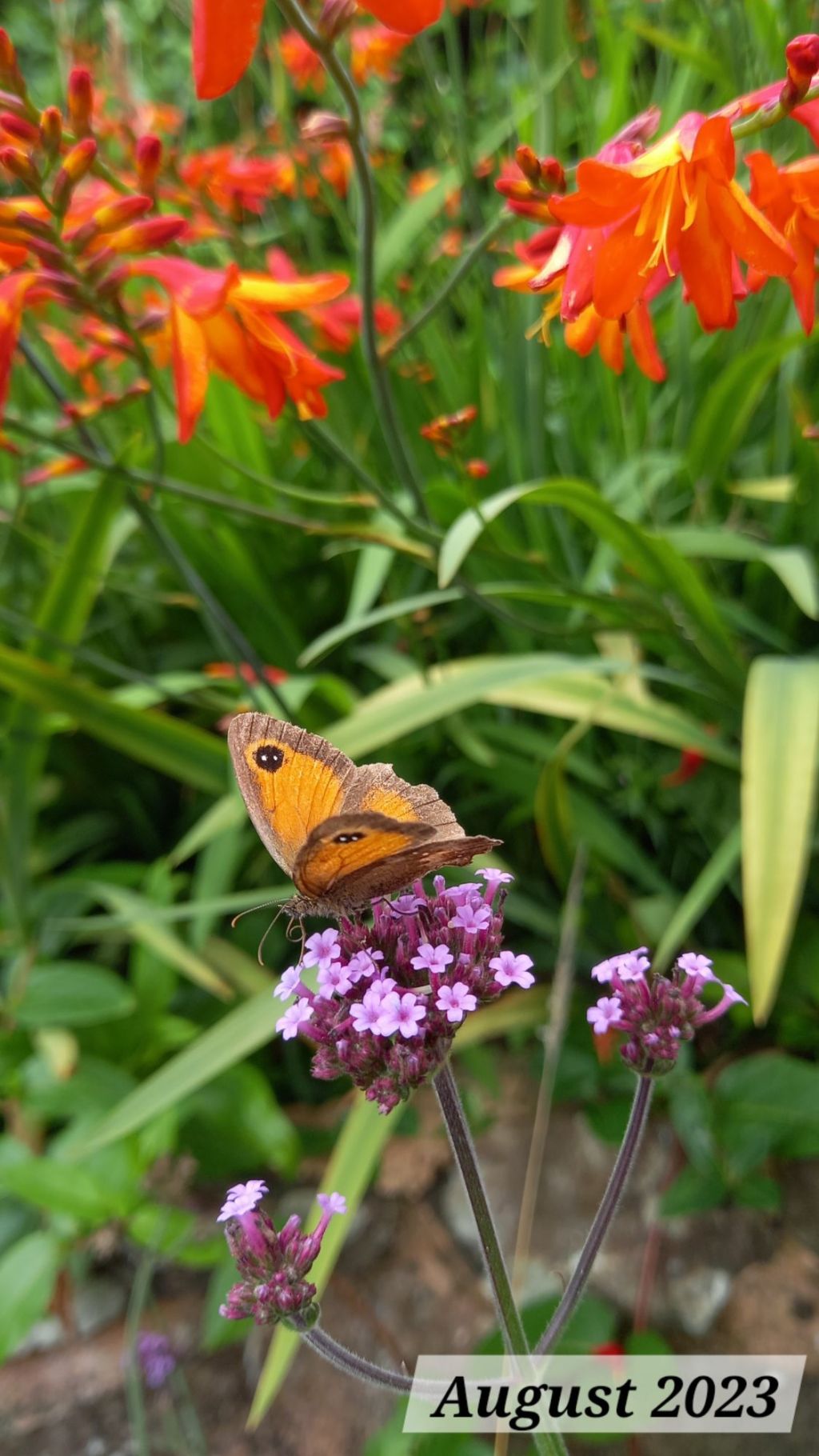 Making a start on the plans for Autumn 2024 in The Wild&nbsp;Borders…