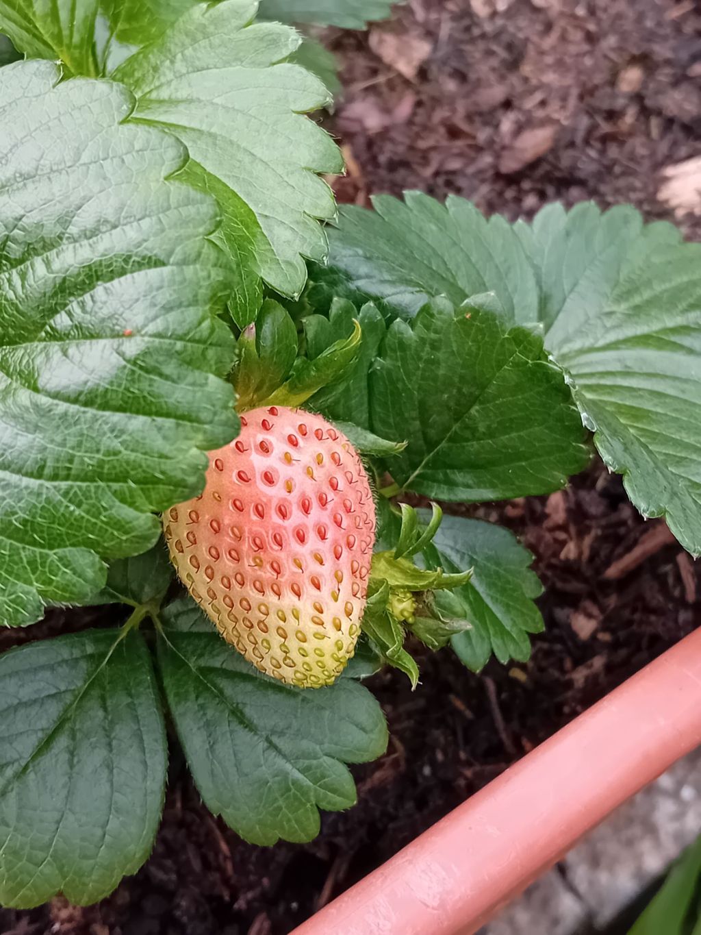 Planting out potatoes and strawberries… and experimenting with a globe&nbsp;artichoke