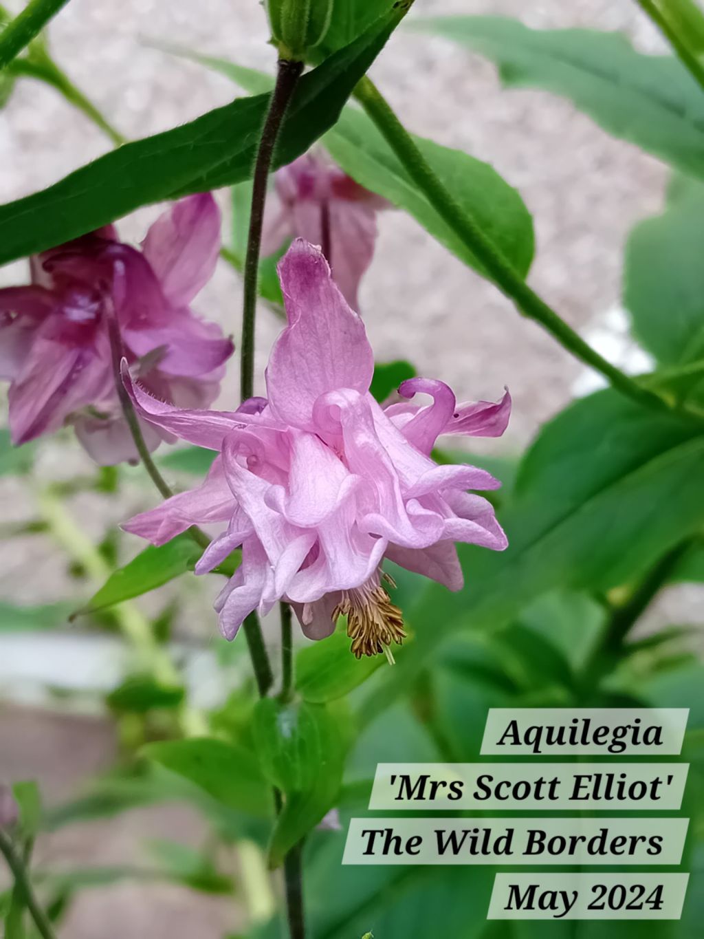 The Wild Borders: May 2024&nbsp;update