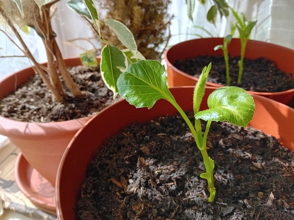 Starting off Café au Lait&nbsp;dahlias