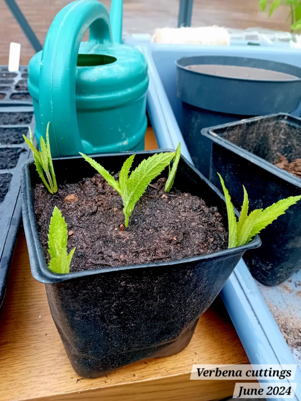 Potting on echinacea seedlings and verbena&nbsp;cuttings