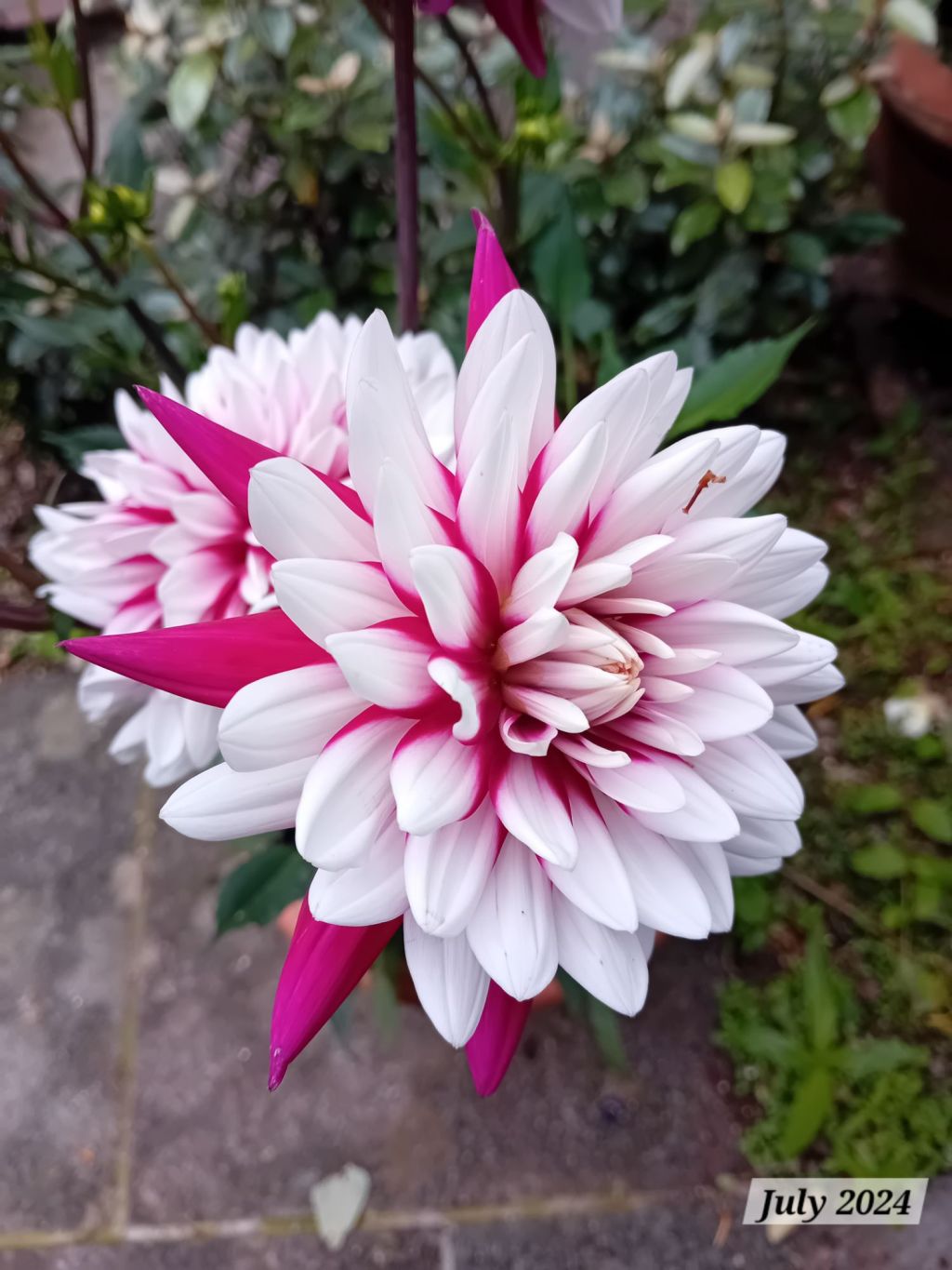 Propagating strawberry plants and adding a gorgeous new dahlia to the&nbsp;garden