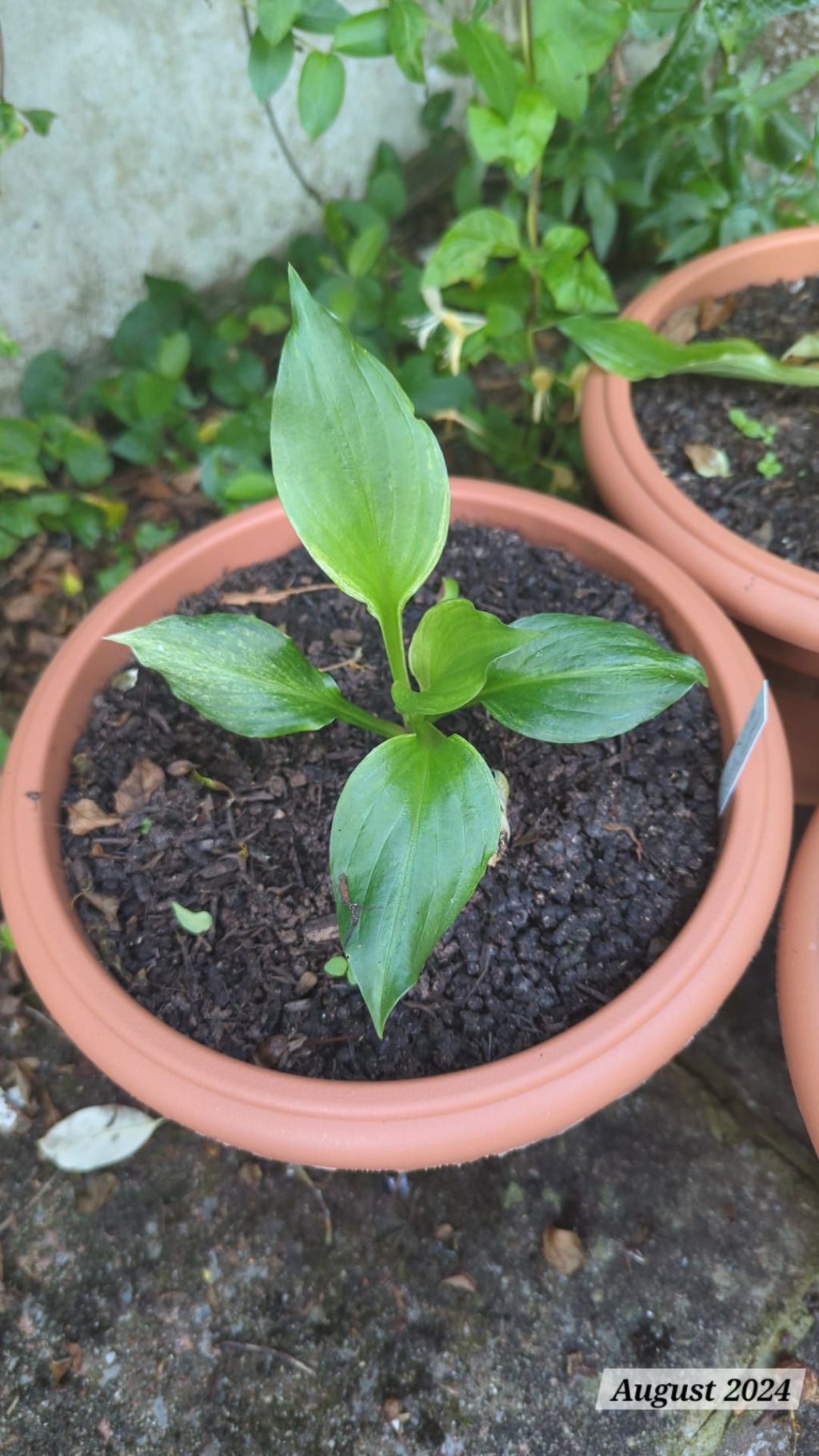 Growing hostas in the year of the slug and two new residents in the&nbsp;garden…