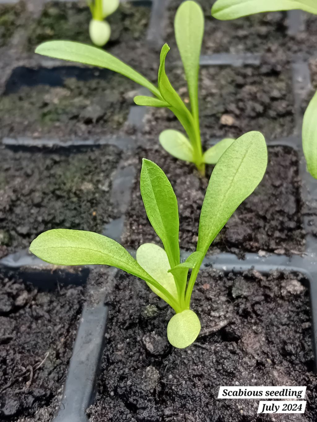 More garden maintenance and what’s growing on in the&nbsp;greenhouse
