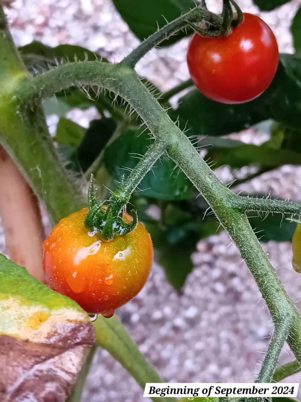 Growing tomatoes outside: An early September 2024 update and the start of Autumn maintenance&nbsp;jobs