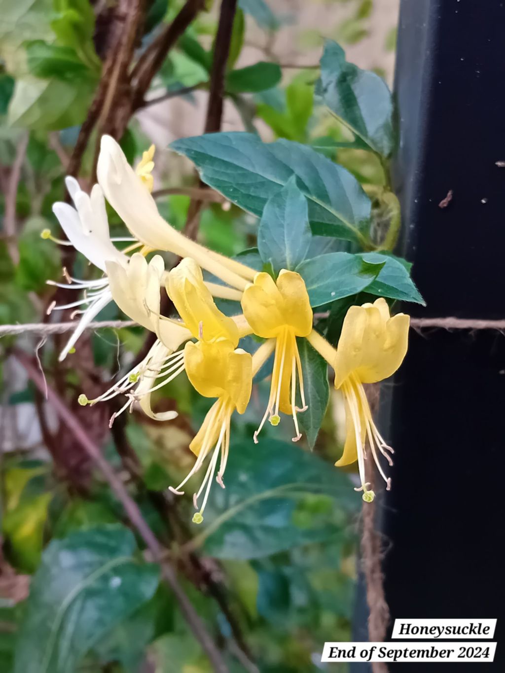 Plant in focus: Japanese&nbsp;Honeysuckle