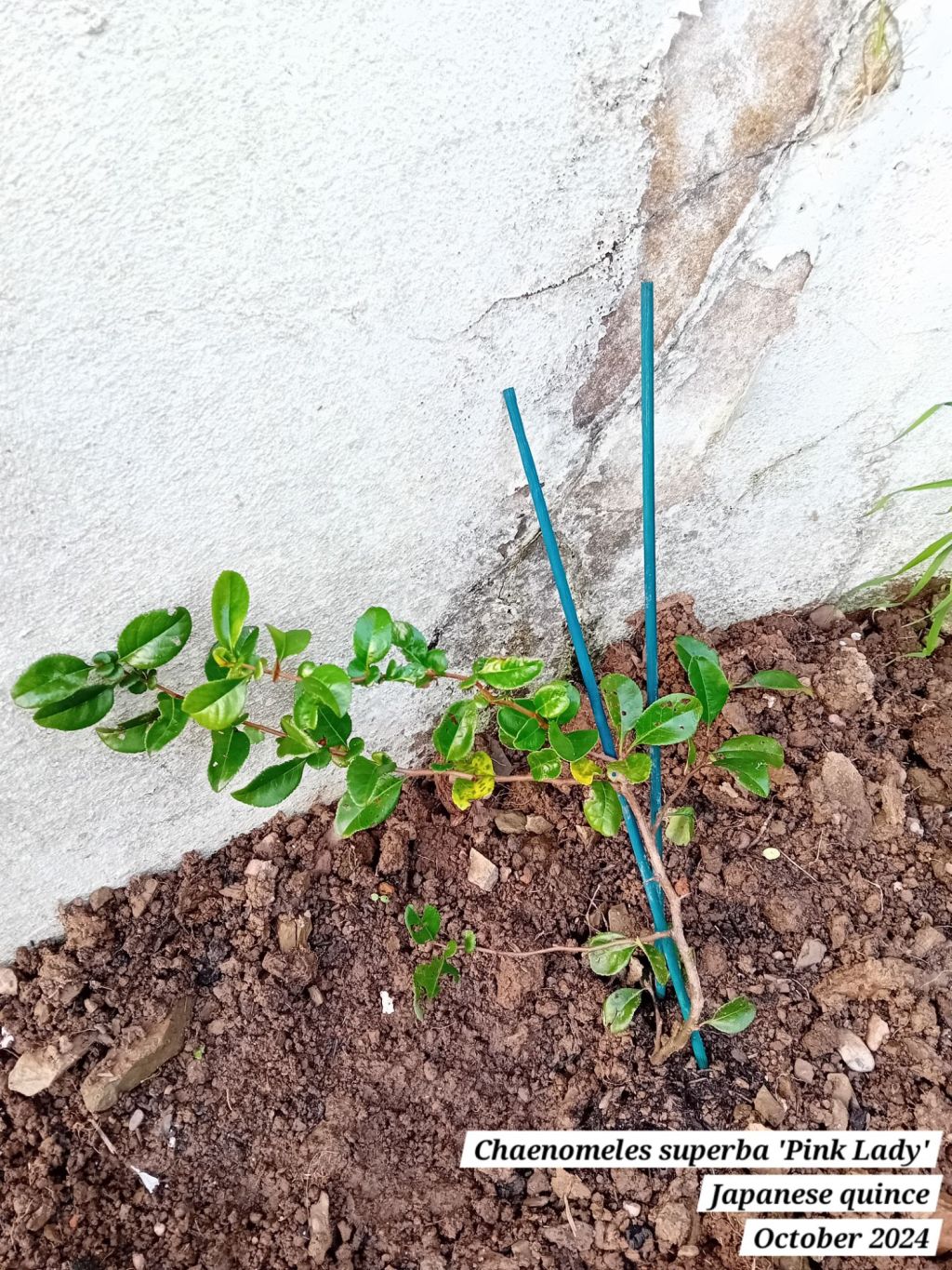 Planting a flowering japanese&nbsp;quince