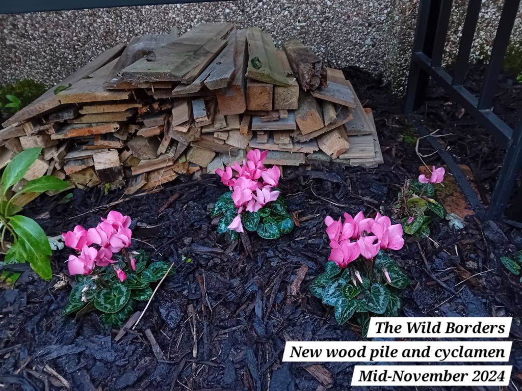 More changes in The Wild Borders for Autumn 2024 – new plants and a wood&nbsp;pile