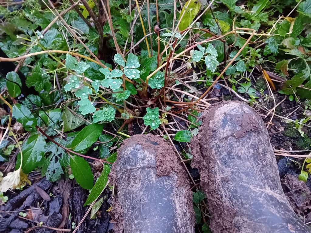 Clearing a new bed in The Wild&nbsp;Borders