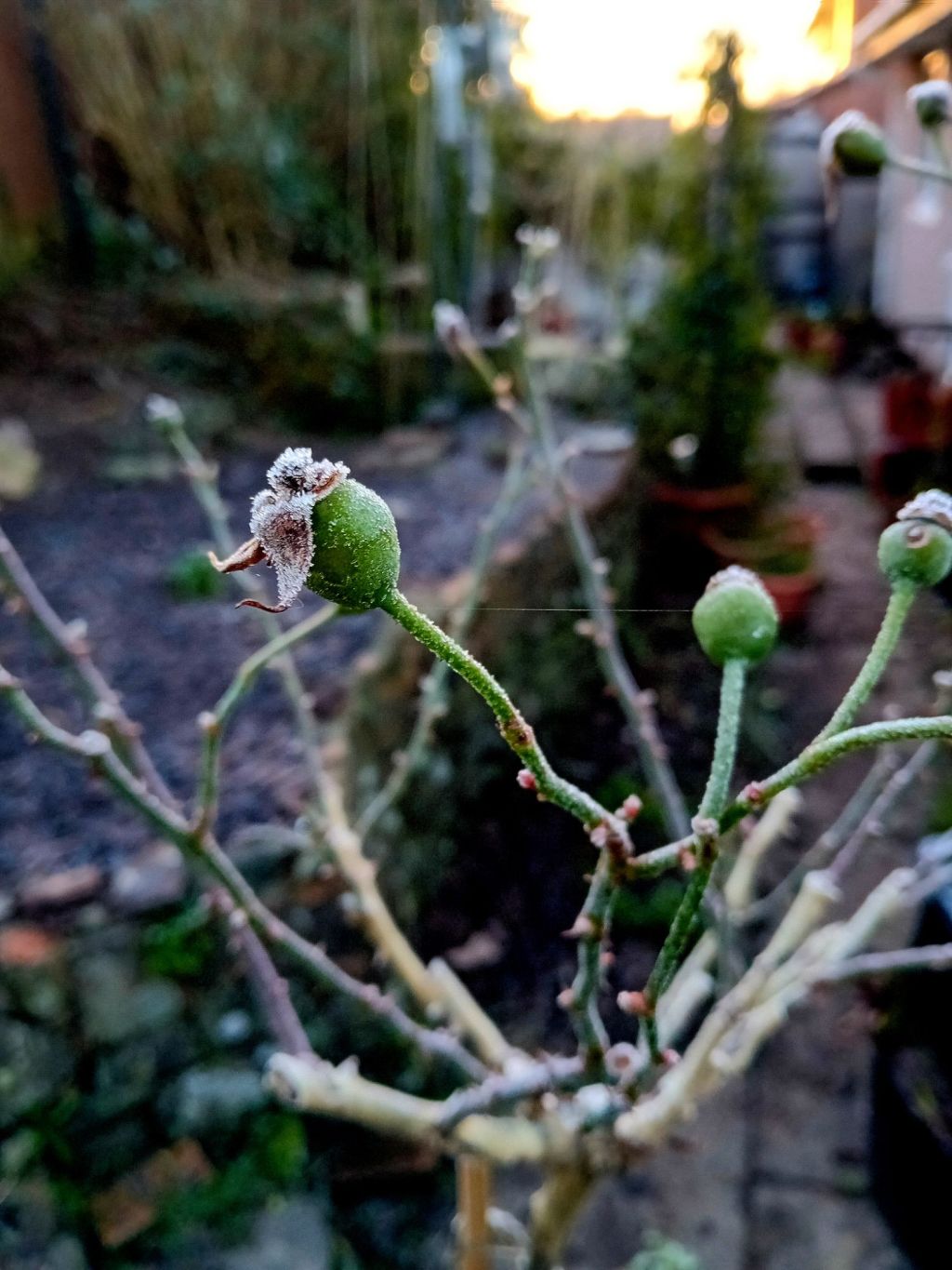 A new archway in The Wild Borders and the frost has&nbsp;arrived…