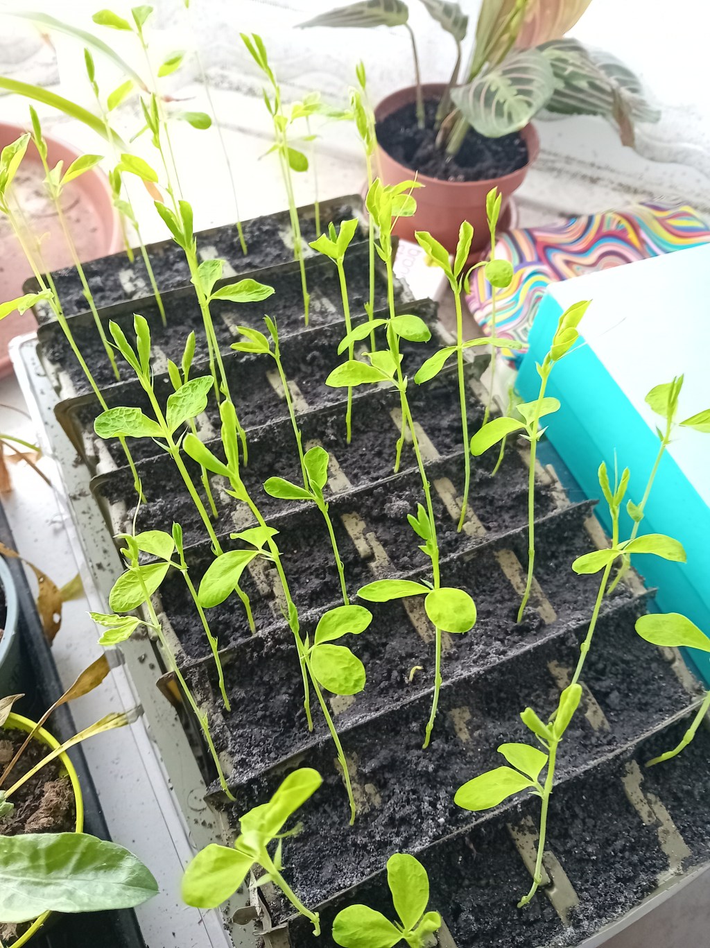 Daffodils, sweetpeas and potted plants for Winter&nbsp;interest