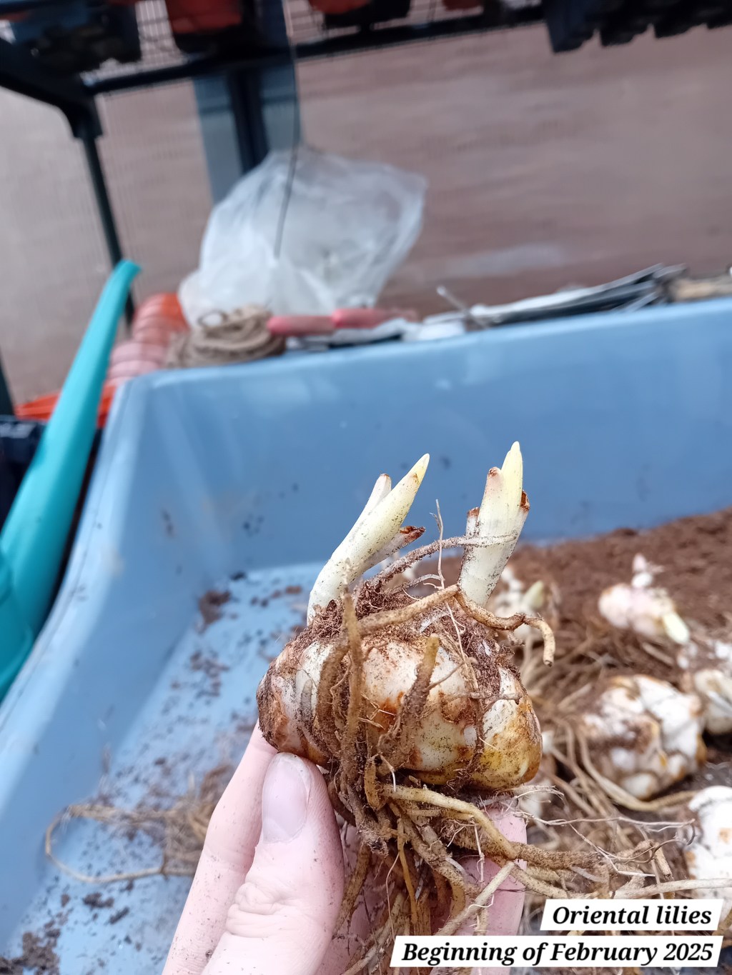 Potting up oriental lilies, agapanthus and star&nbsp;jasmine