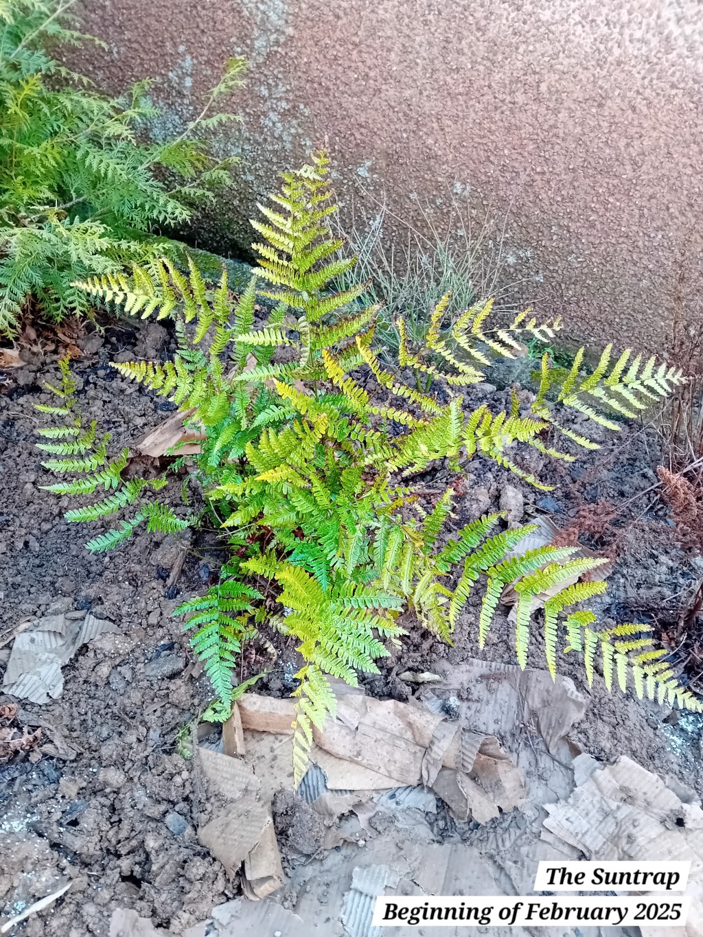New planting in The&nbsp;Suntrap