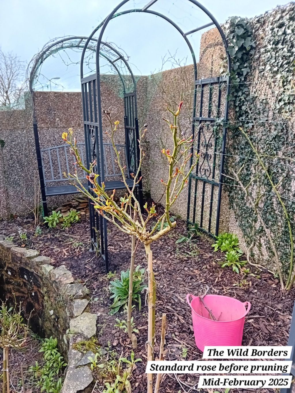 Introducing The Window Boxes and tending the roses in The Wild&nbsp;Borders