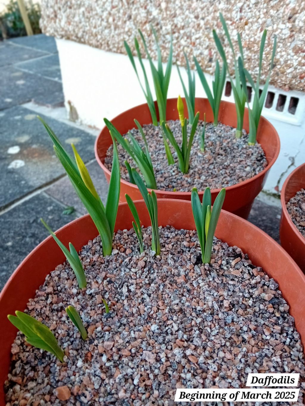 An update on the sweet peas, daffodils and oriental&nbsp;lilies