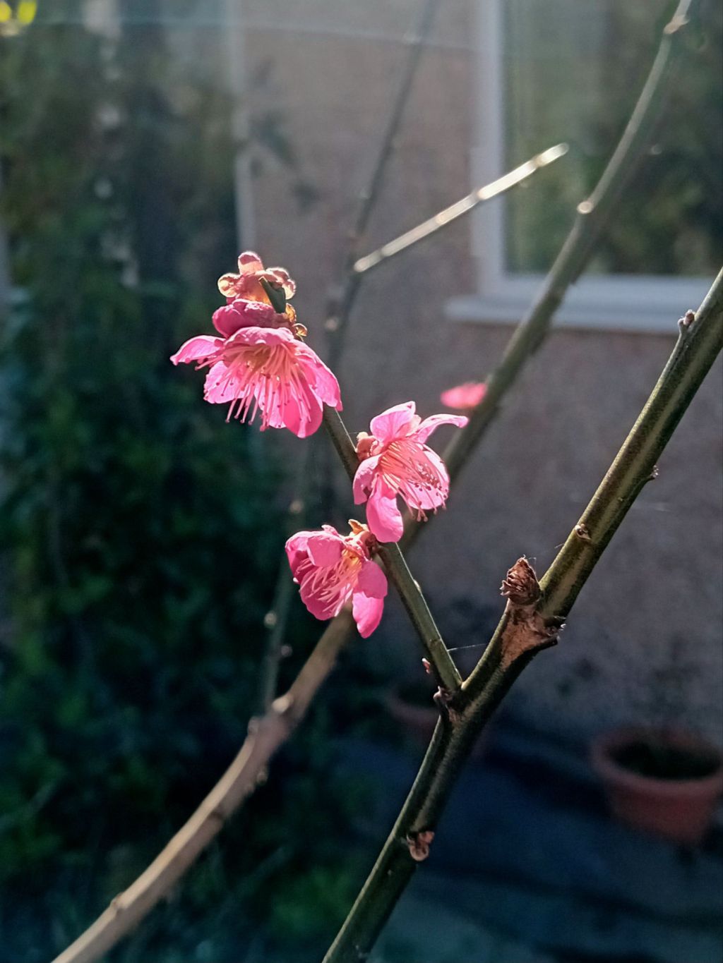 The Wild Borders March 2025 update: new structure and&nbsp;planting