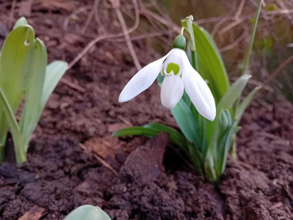The start of a major project and planting&nbsp;snowdrops