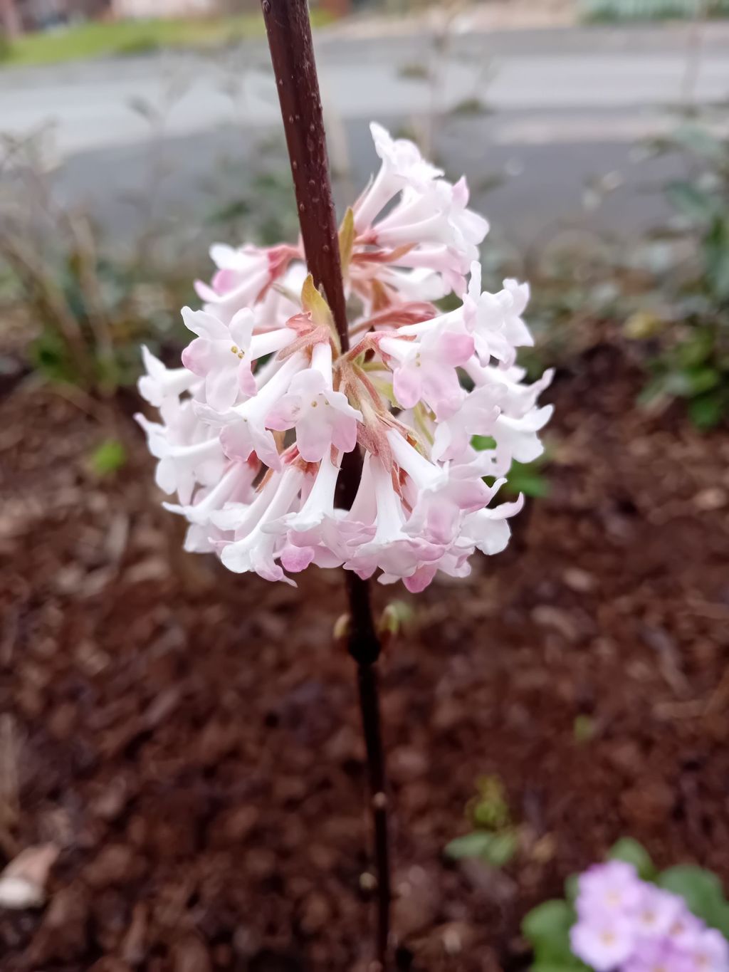 Planting out in The Woodland&nbsp;Garden