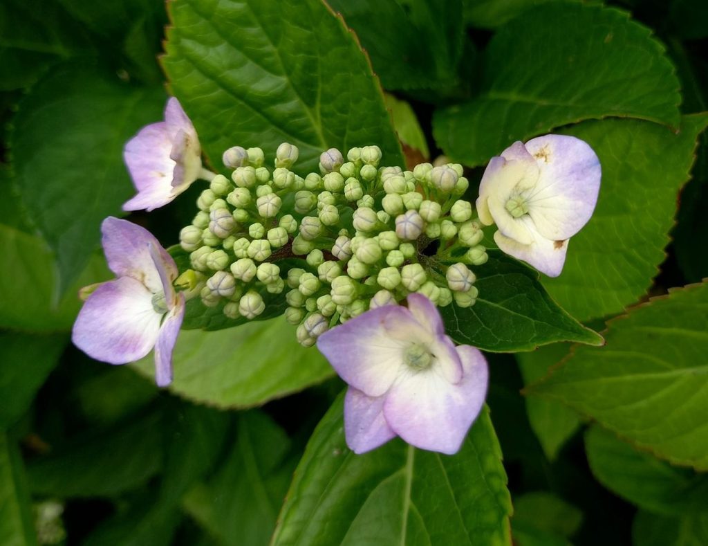 The Suntrap: Creating a hydrangea&nbsp;tree