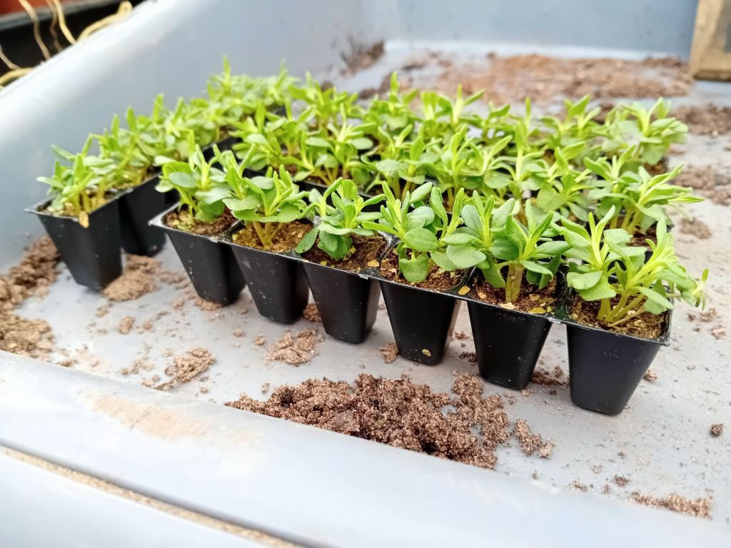 In the greenhouse, dreaming of Summertime flowers: hollyhocks and&nbsp;lavender