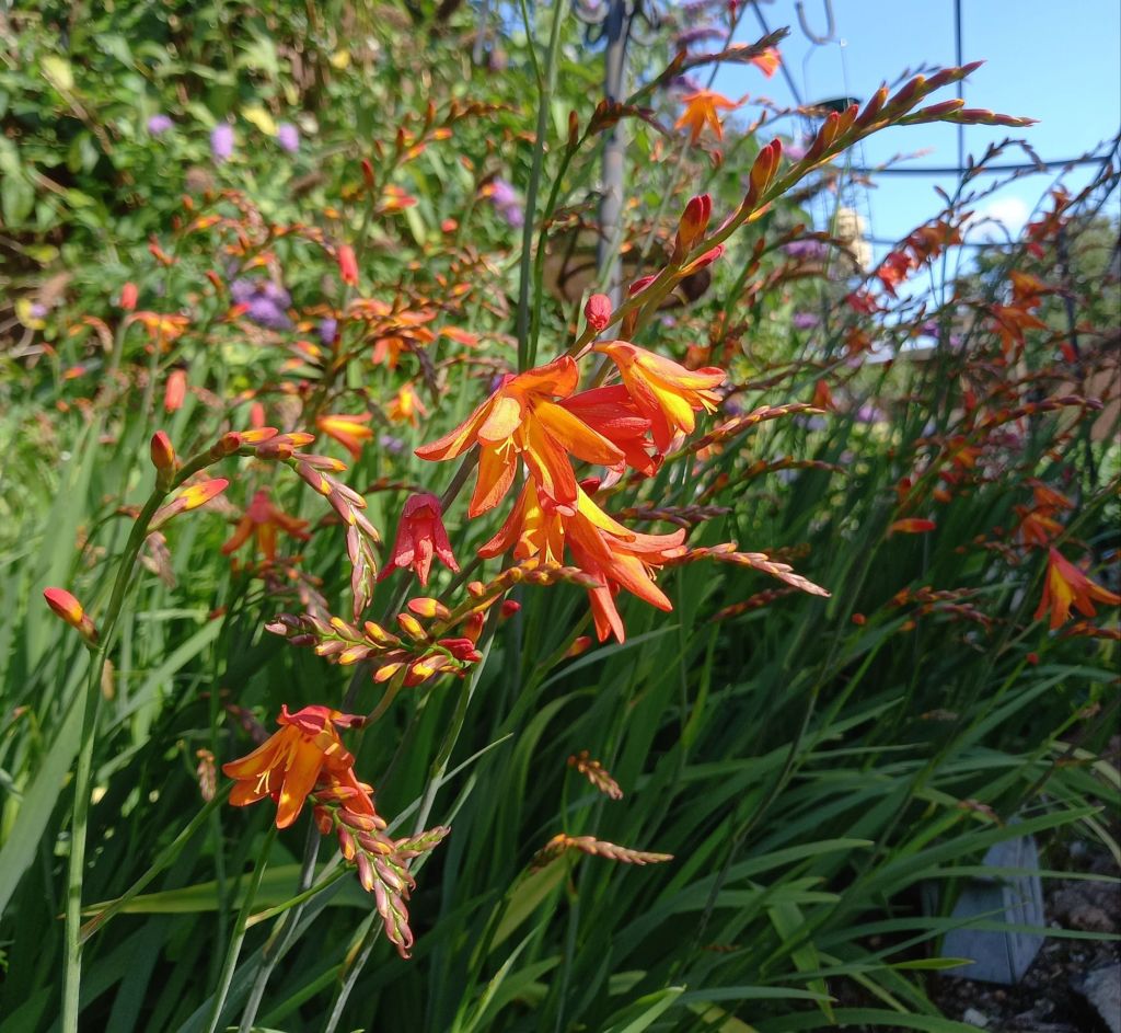 The Fruit Garden: Blooms for beauty and the&nbsp;bees