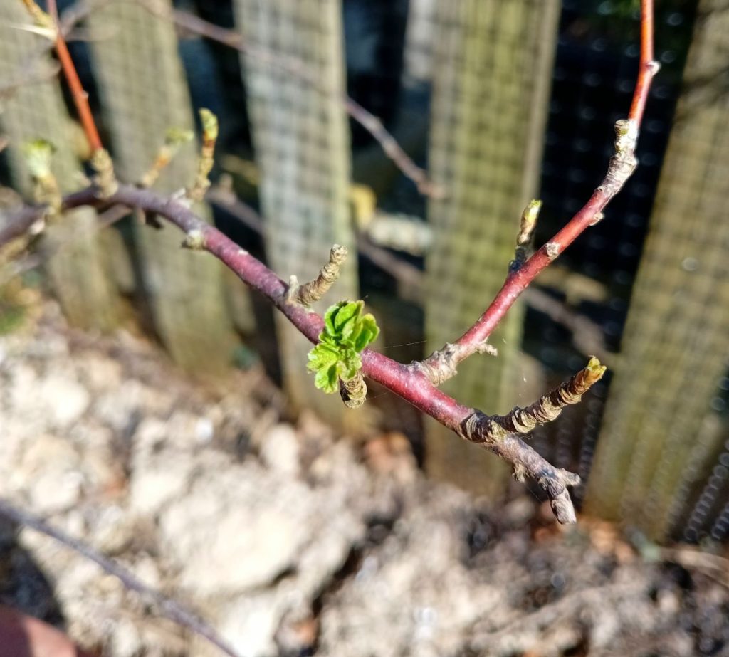 The Fruit Garden: the start of changes for&nbsp;2025