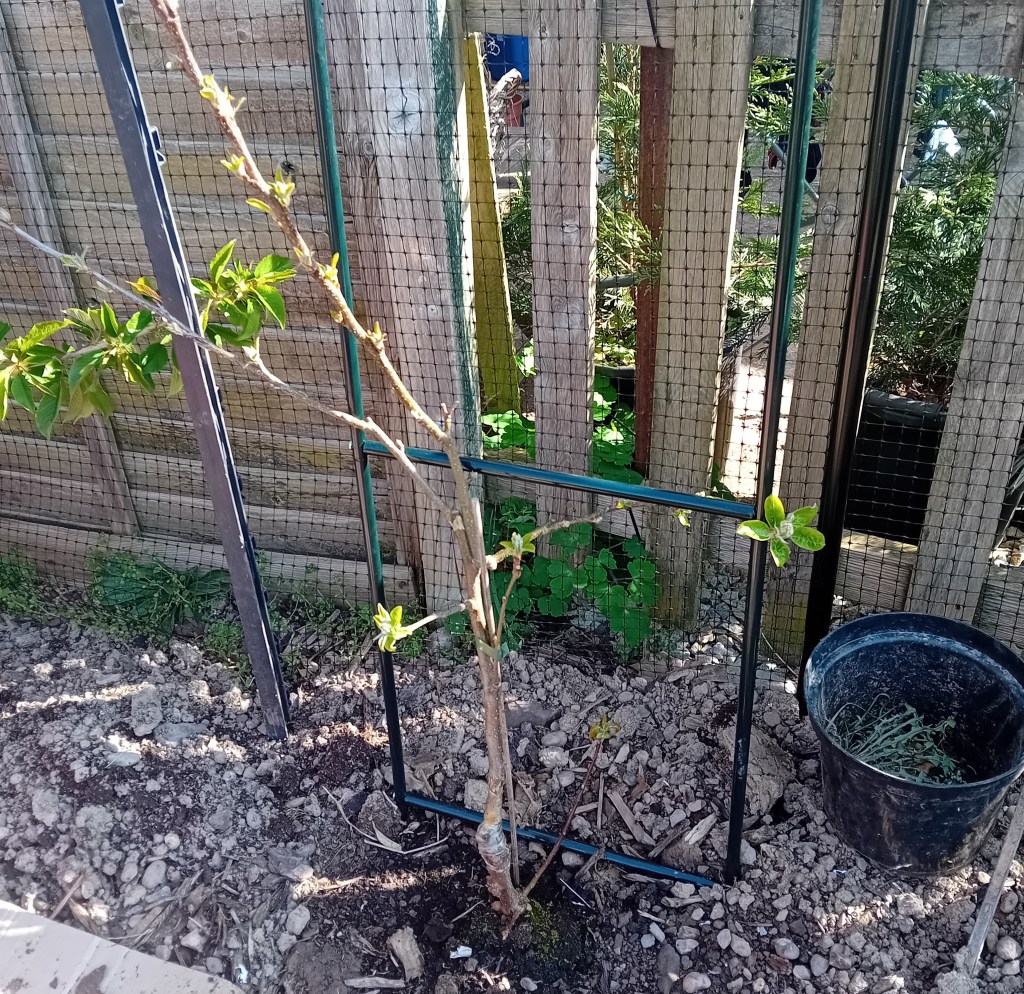 A fruiting archway for The Fruit&nbsp;Garden