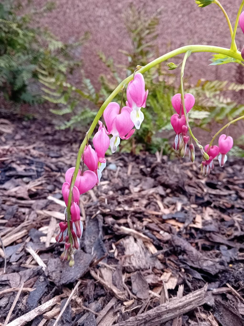 Planting out in The Wild Borders and The&nbsp;Suntrap