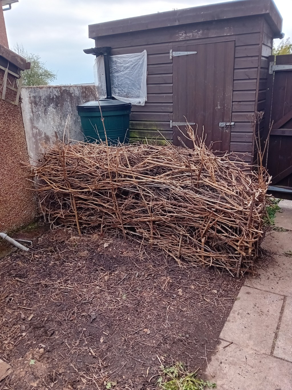 Teddy’s Garden: Creating a wildlife&nbsp;hedge
