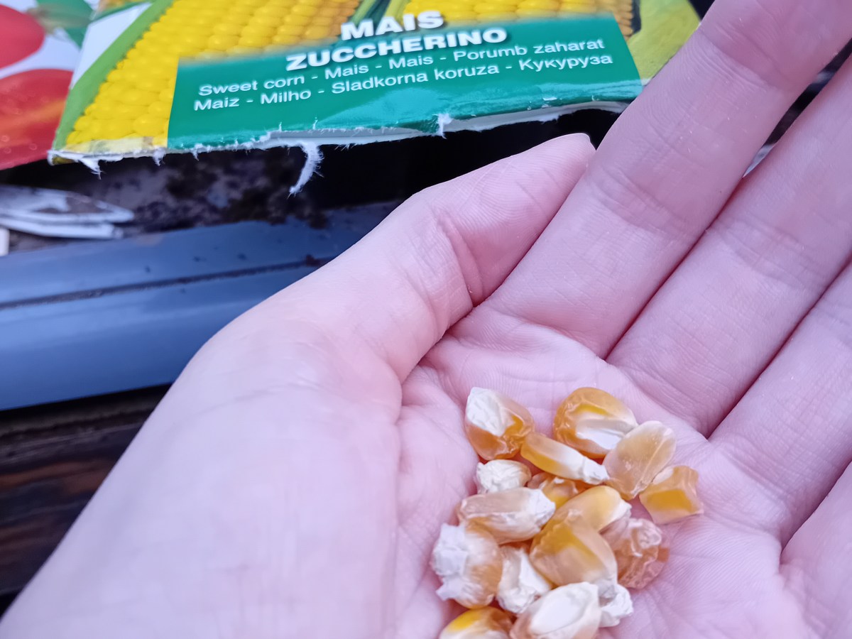 In The Greenhouse: Sowing fruit and vegetable seeds for&nbsp;2025