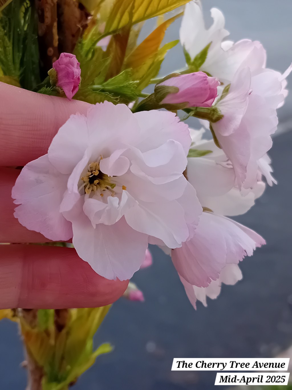 The Cherry Tree Avenue: the blossom of April&nbsp;2025